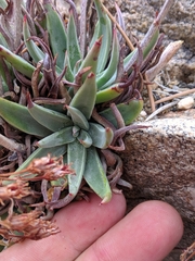 Dudleya saxosa