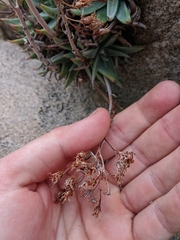 Dudleya saxosa