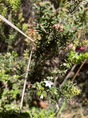 Epacris gunnii