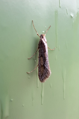 Eriocottis paradoxella