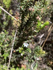 Epacris gunnii