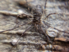 Oligolophus hanseni