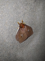 Cerodirphia apunctata