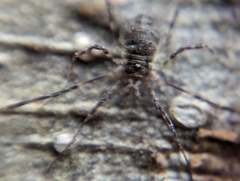 Oligolophus hanseni