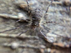 Oligolophus hanseni