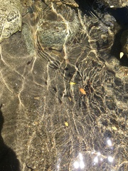 Rhinella spinulosa