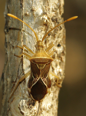 Cletoliturus lituripennis