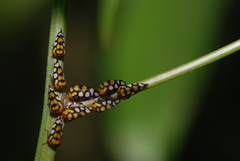 Adippe