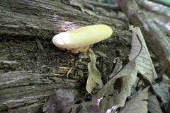 Buglossoporus quercinus