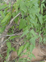 Funastrum
