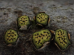 Diatrype virescens