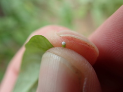 Funastrum