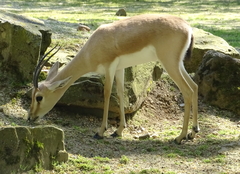 Slender-Horned Gazelle photo 3