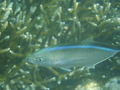 Caranx ruber