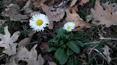 Bellis sylvestris