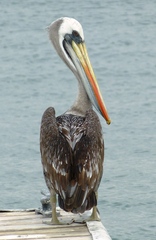 Pelecanus