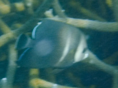 Pomacanthus arcuatus