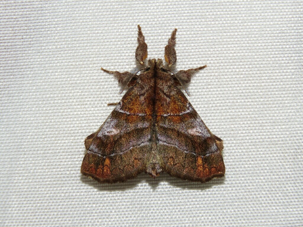 Zanola goia