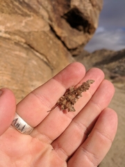 Myriopteris parryi