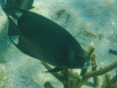Pomacanthus arcuatus