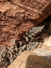 Myriopteris parryi