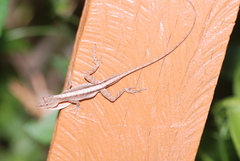 Anolis cupreus