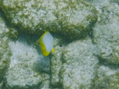 Chaetodon ocellatus