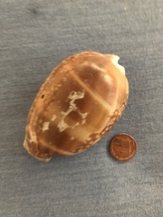 Macrocypraea cervus