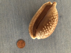 Macrocypraea cervus