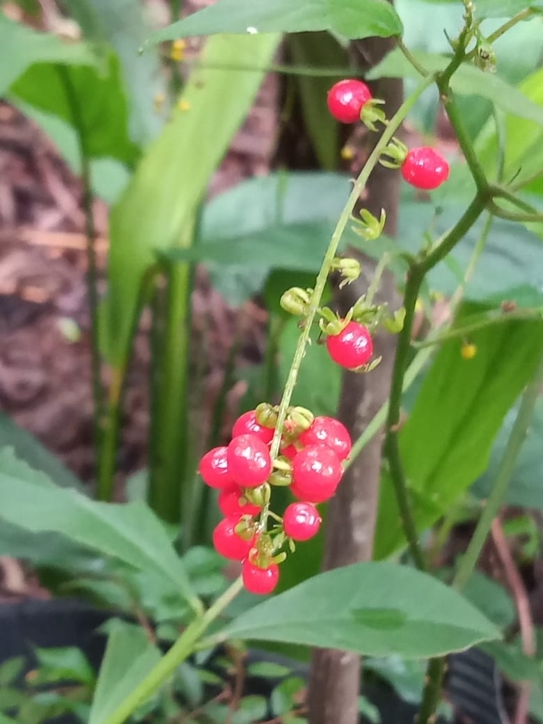 Rivina humilis
