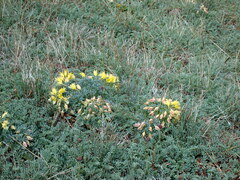 Tropaeolum polyphyllum