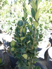 Buxus colchica