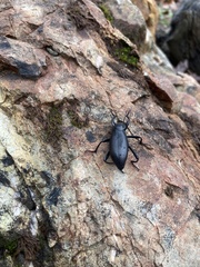 Coelocnemis dilaticollis