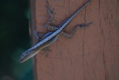 Anolis cupreus