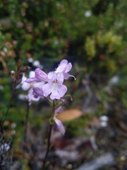 Euphrasia collina