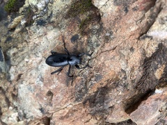 Coelocnemis dilaticollis