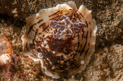 Aphelodoris varia