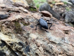 Coelocnemis dilaticollis