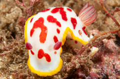 Goniobranchus splendidus