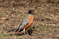 Turdus migratorius