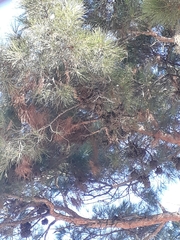 Pinus