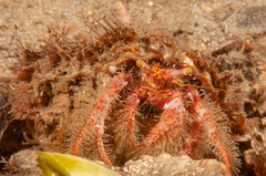 Dardanus crassimanus