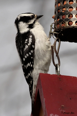 Dryobates pubescens