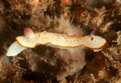 Goniobranchus daphne
