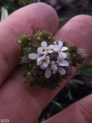 Pseudoselago peninsulae