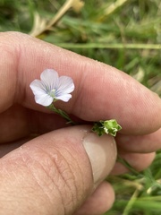 Linum bienne