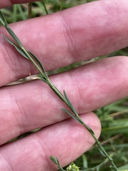 Linum bienne