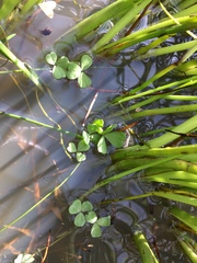Oxalis natans