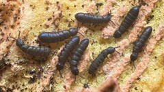 Anurophorus