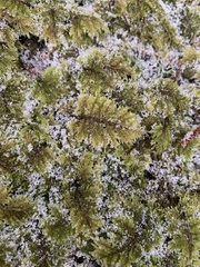 Hylocomium splendens image